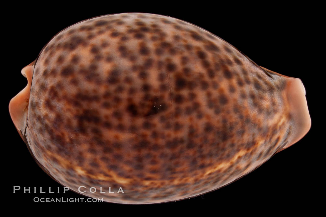 Dark form., Cypraea pantherina, natural history stock photograph, photo id 08345