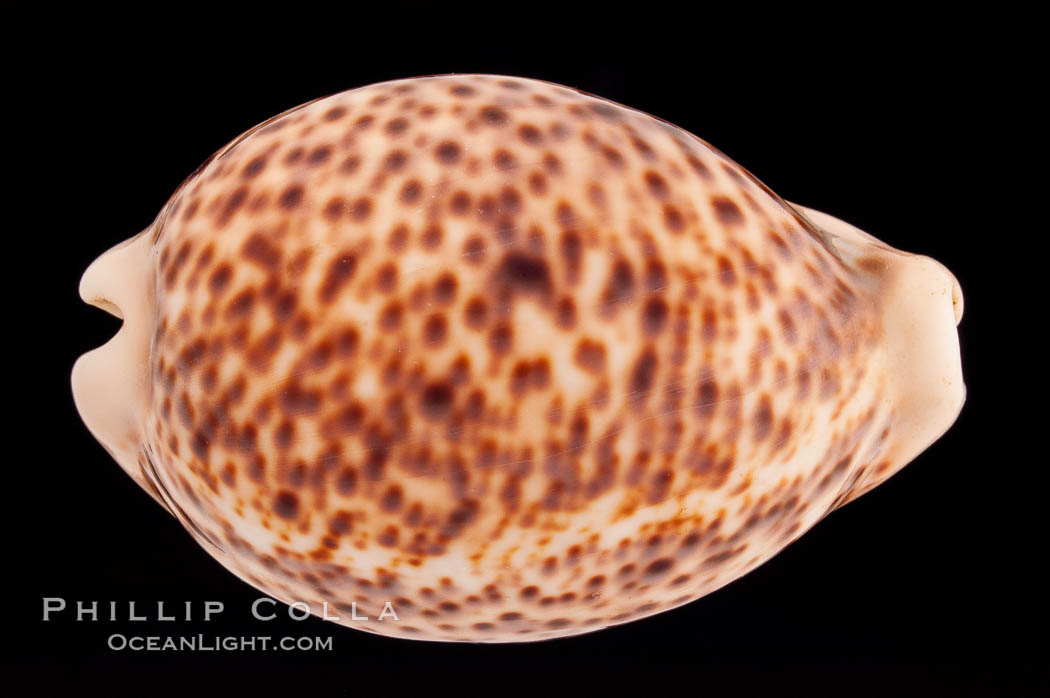 Light form., Cypraea pantherina, natural history stock photograph, photo id 08341