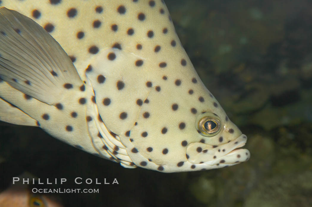 Panther grouper., Chromileptis altiveles, natural history stock photograph, photo id 12879