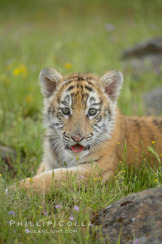Siberian tiger cub, male, 10 weeks old., Panthera tigris altaica, natural history stock photograph, photo id 15992