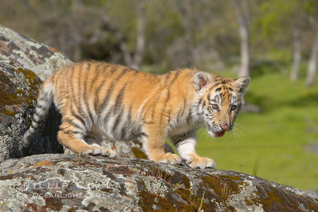 Siberian tiger cub, male, 10 weeks old., Panthera tigris altaica, natural history stock photograph, photo id 16004