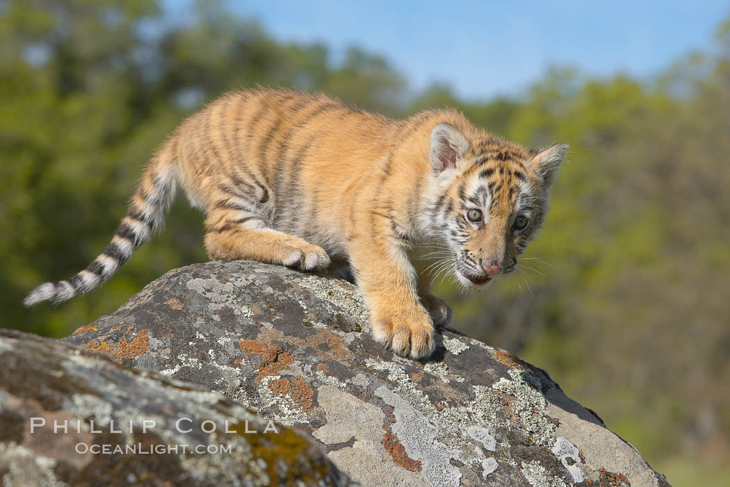 Siberian tiger cub, male, 10 weeks old., Panthera tigris altaica, natural history stock photograph, photo id 15989