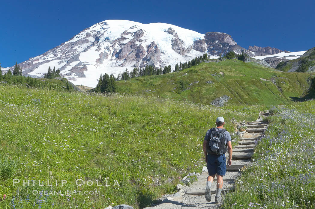 Hiker, Paradise Meadows. Mount Rainier National Park, Washington, USA, natural history stock photograph, photo id 13900