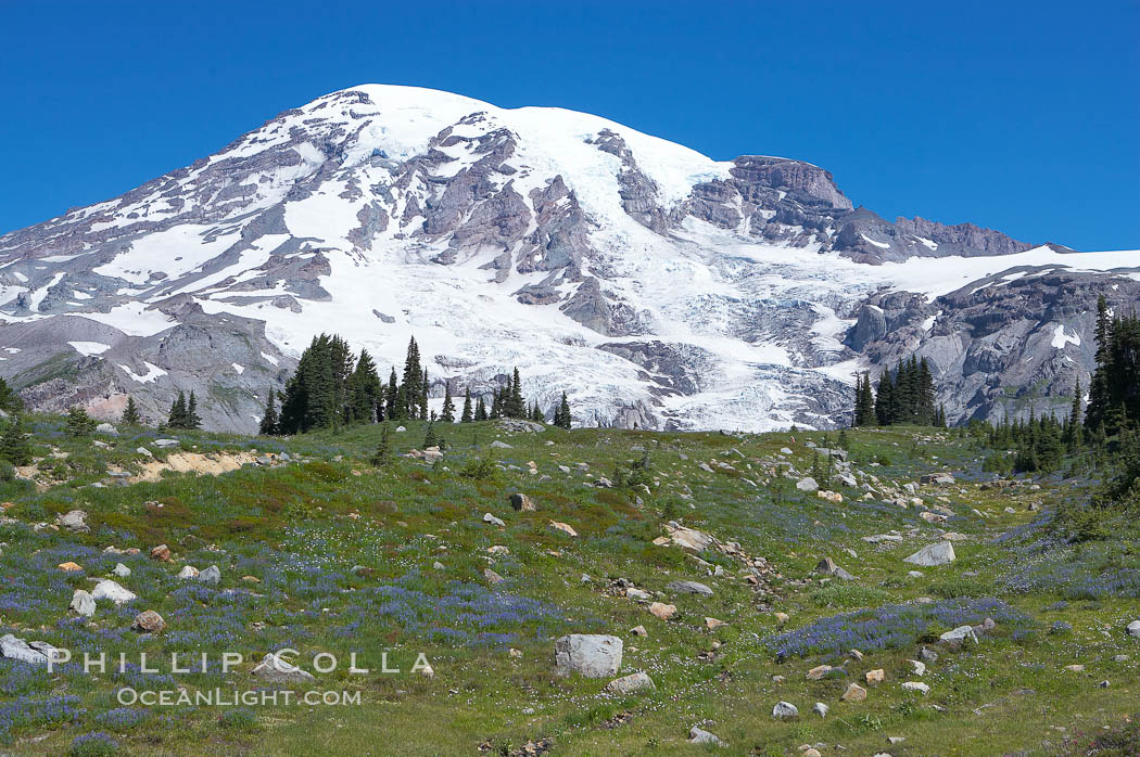 Mount Rainier rises above Paradise Meadows, wildflowers, summer. Mount Rainier National Park, Washington, USA, natural history stock photograph, photo id 13901