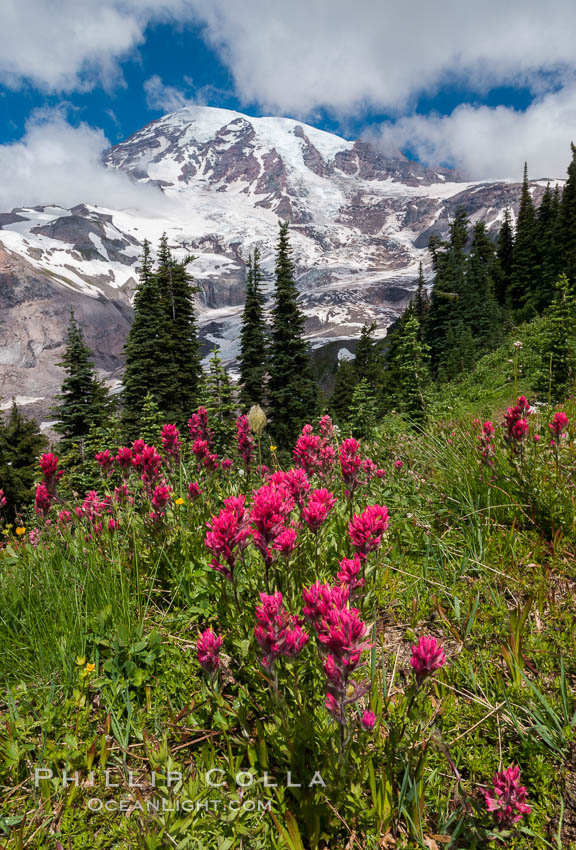 Paradise Meadows, wildflowers and Mount Rainier, summer. Mount Rainier National Park, Washington, USA, natural history stock photograph, photo id 28716