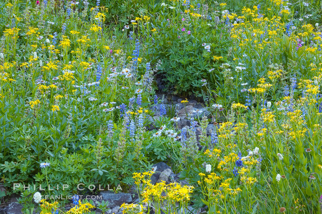 Paradise Park hosts a rich display of wildflowers each summer. Paradise Meadows, Mount Rainier National Park, Washington, USA, natural history stock photograph, photo id 13915