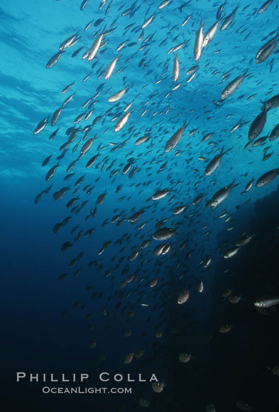 Schooling Pacific Creolefish, Sea of Cortez near La Paz., Paranthias colonus, natural history stock photograph, photo id 07101