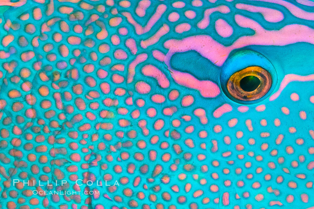 Parrotfish detail, Fiji. Namena Marine Reserve, Namena Island, natural history stock photograph, photo id 34737