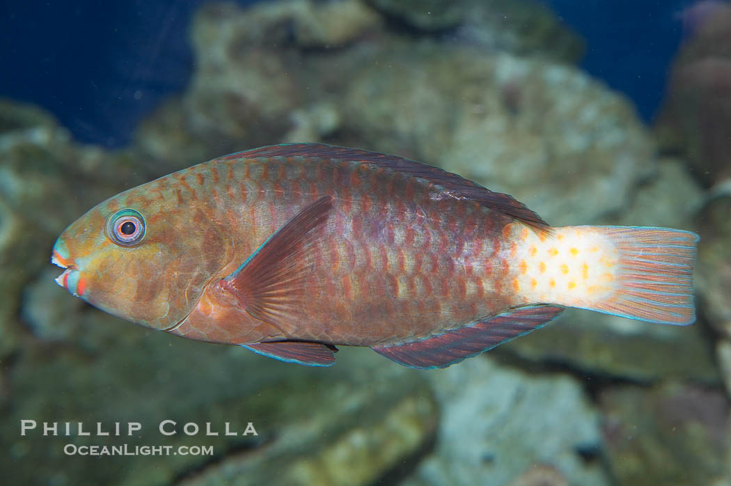 Unidentified parrotfish., natural history stock photograph, photo id 14009