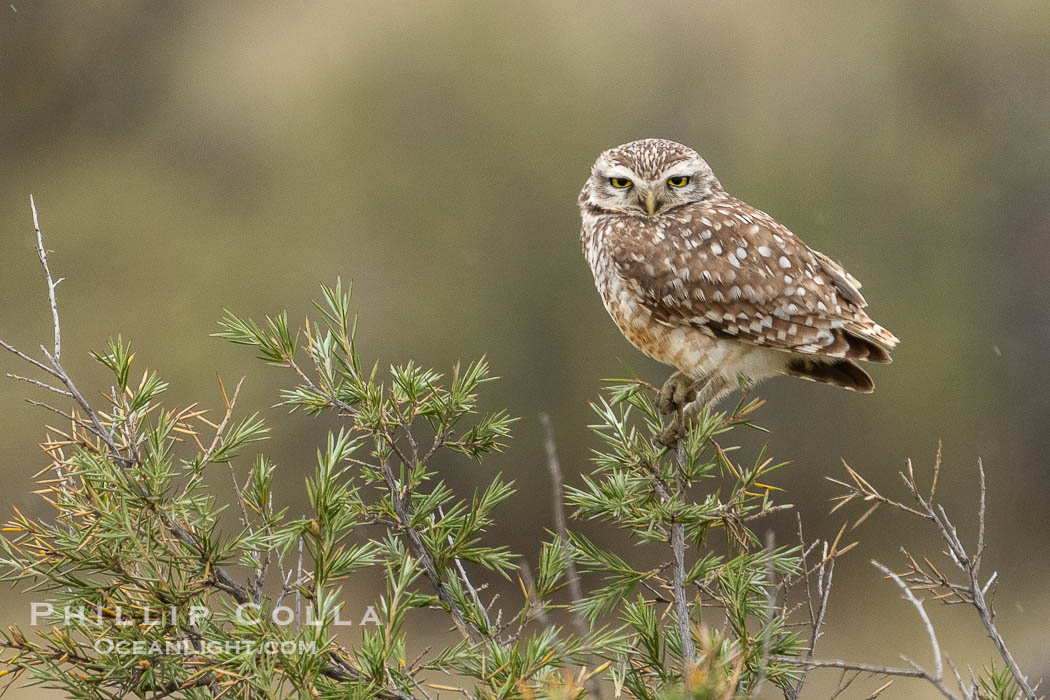 Patagonian burrowing owl, Athene cunicularia, Valdes Peninsula, Argentina. By permission of the Government of Argentina, Chubut, permit # 51 / 2025-SsCyA., Athene cunicularia, natural history stock photograph, photo id 41228