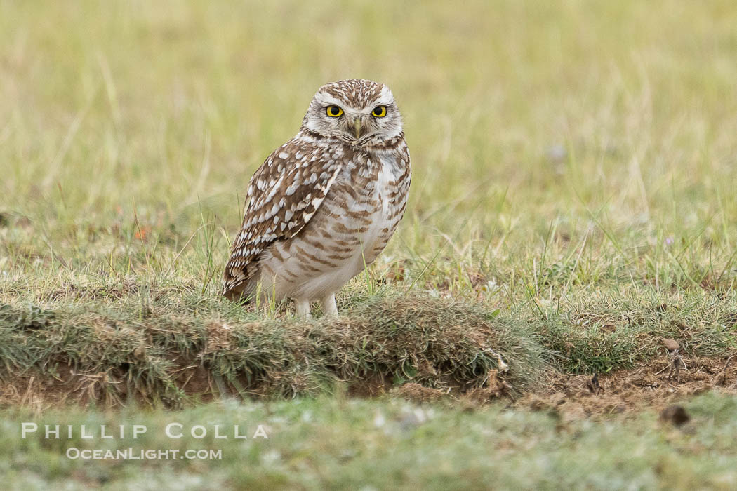 Patagonian burrowing owl, Athene cunicularia, Valdes Peninsula, Argentina. By permission of the Government of Argentina, Chubut, permit # 51 / 2025-SsCyA., Athene cunicularia, natural history stock photograph, photo id 41305