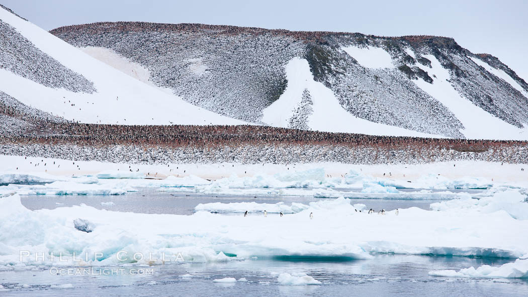 Paulet Island, near the Antarctic Peninsula, is a cinder cone flanks by lava flows on which thousands of Adelie Penguins nest. Antarctica, natural history stock photograph, photo id 26359