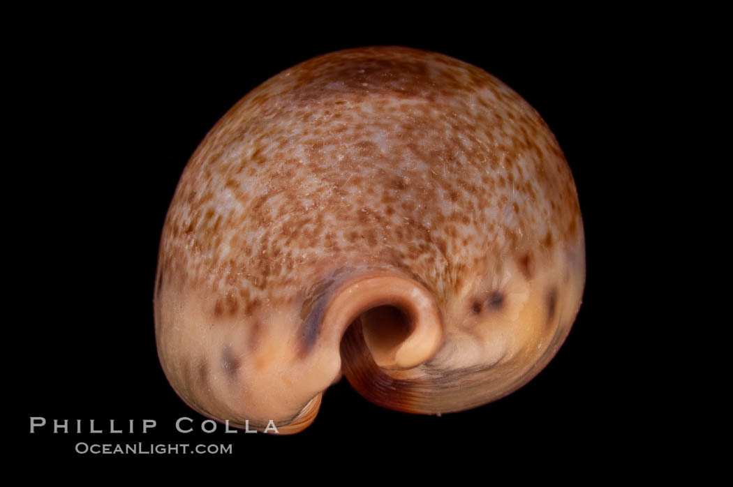 Pear-shaped Cowrie., Cypraea pyriformis, natural history stock photograph, photo id 08054