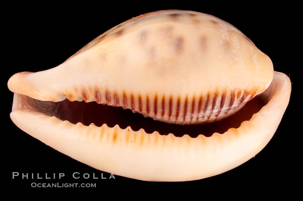 Pear-shaped Cowrie., Cypraea pyriformis, natural history stock photograph, photo id 08052