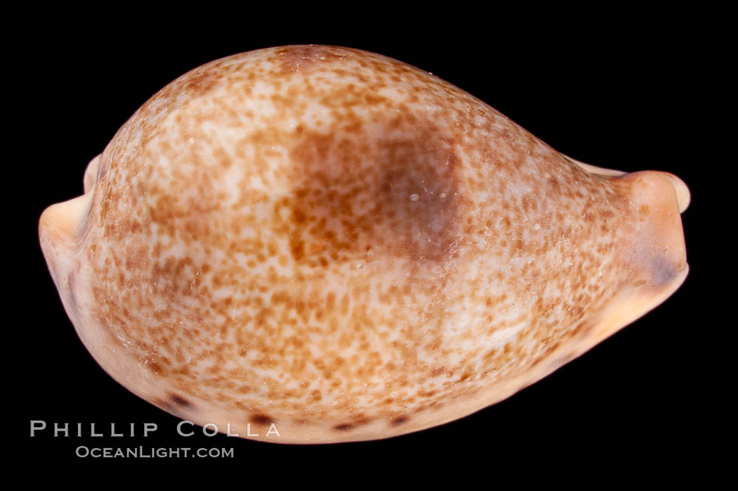 Pear-shaped Cowrie., Cypraea pyriformis, natural history stock photograph, photo id 08051