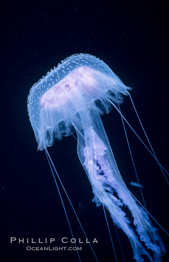 Purple jellyfish, open ocean. Guadalupe Island (Isla Guadalupe), Baja California, Mexico, Pelagia noctiluca, natural history stock photograph, photo id 06208