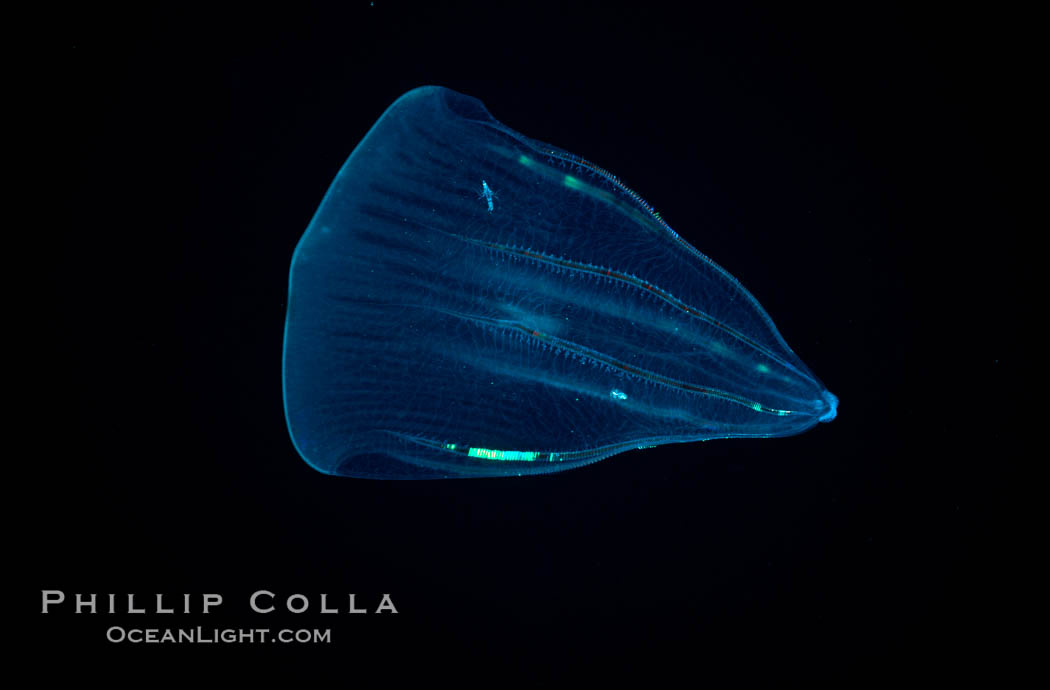 Ctenophore (comb jelly), open ocean. Guadalupe Island (Isla Guadalupe), Baja California, Mexico, Beroe forskalii, natural history stock photograph, photo id 06214