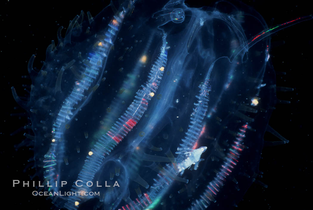 Pelagic ctenophore (lobate comb jelly). San Diego, California, USA, natural history stock photograph, photo id 07009