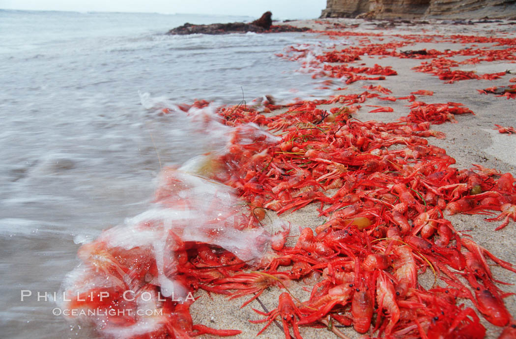 Pelagic red tuna crabs, washed ashore to form dense piles on the beach. Ocean Beach, California, USA, Pleuroncodes planipes, natural history stock photograph, photo id 06084