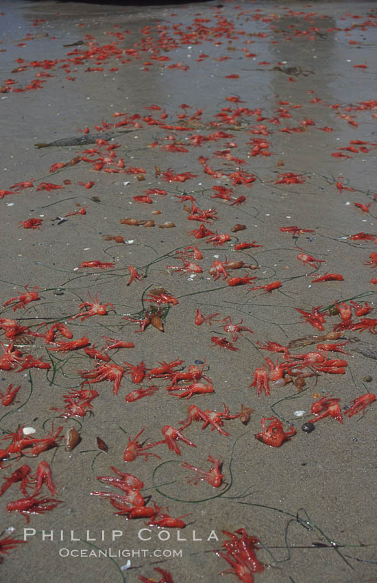 Pelagic red tuna crabs, washed ashore to form dense piles on the beach. San Diego, California, USA, Pleuroncodes planipes, natural history stock photograph, photo id 06075