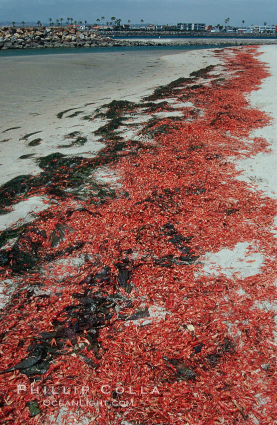 Pelagic red tuna crabs, washed ashore to form dense piles on the beach. Ocean Beach, California, USA, Pleuroncodes planipes, natural history stock photograph, photo id 06079
