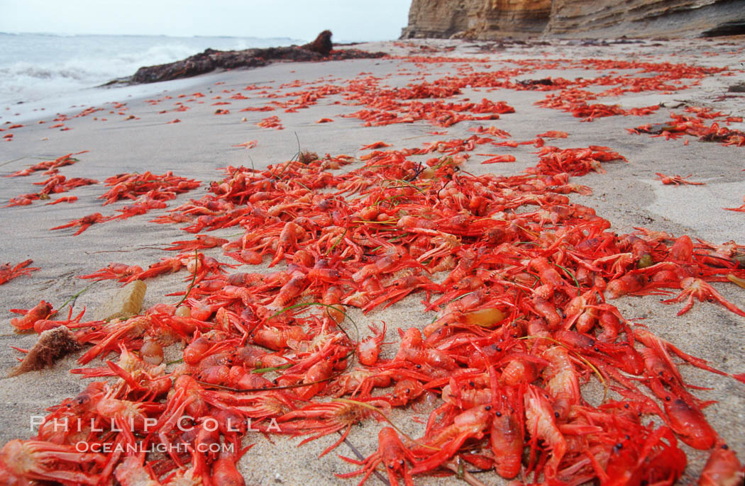 Pelagic red tuna crabs, washed ashore to form dense piles on the beach. Ocean Beach, California, USA, Pleuroncodes planipes, natural history stock photograph, photo id 06083