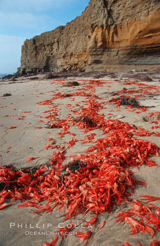 Pelagic red tuna crabs, washed ashore to form dense piles on the beach. Ocean Beach, California, USA, Pleuroncodes planipes, natural history stock photograph, photo id 06087