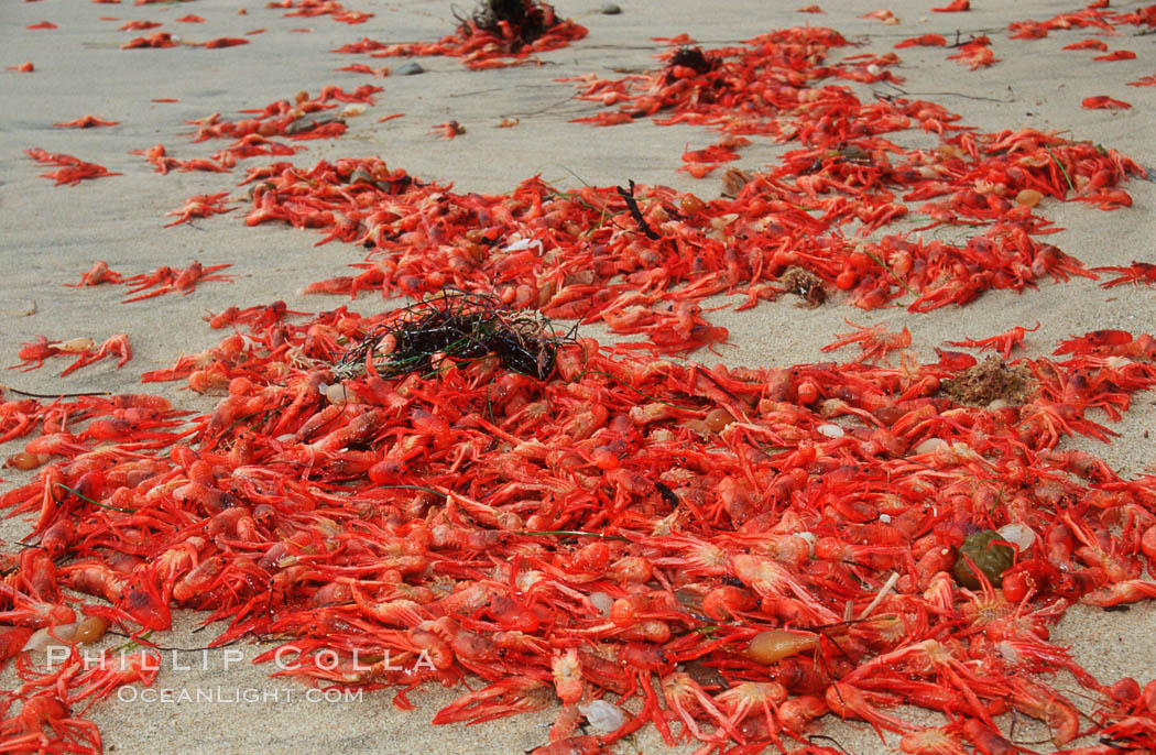 Pelagic red tuna crabs, washed ashore to form dense piles on the beach. Ocean Beach, California, USA, Pleuroncodes planipes, natural history stock photograph, photo id 06073
