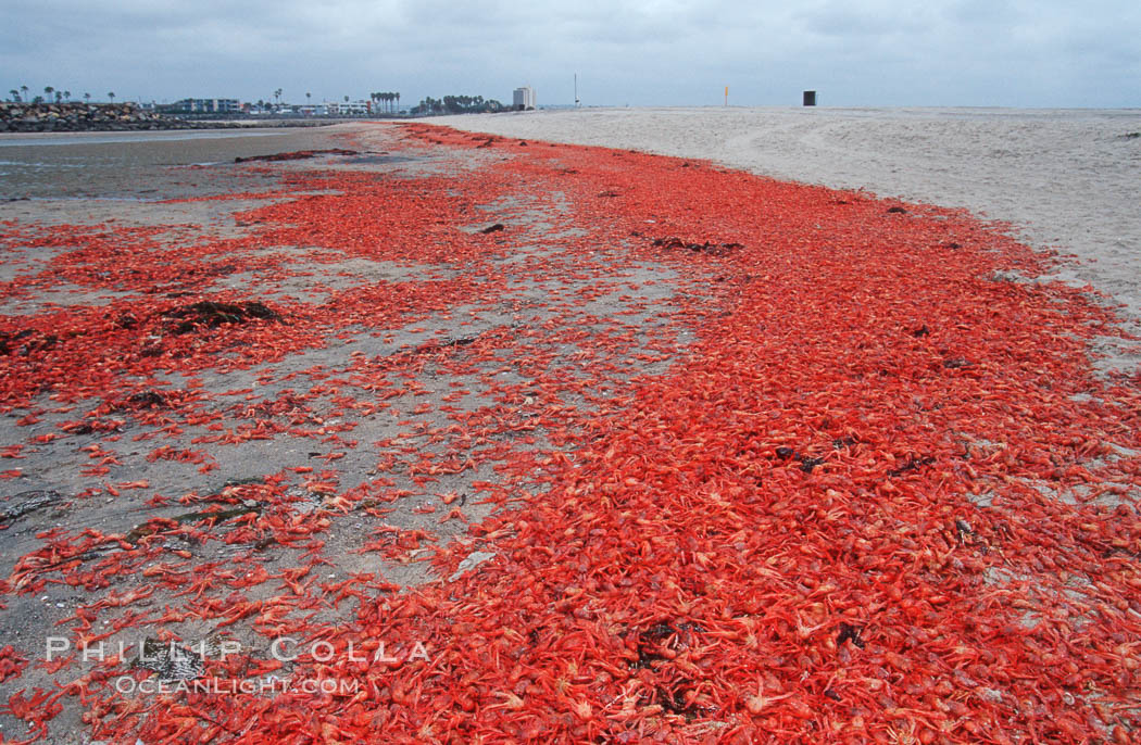 Pelagic red tuna crabs, washed ashore to form dense piles on the beach. Ocean Beach, California, USA, Pleuroncodes planipes, natural history stock photograph, photo id 06081