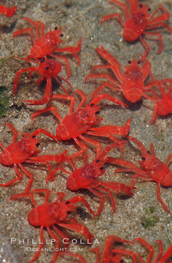 Pelagic red tuna crabs, washed ashore in tidepool. Ocean Beach, California, USA, Pleuroncodes planipes, natural history stock photograph, photo id 06062