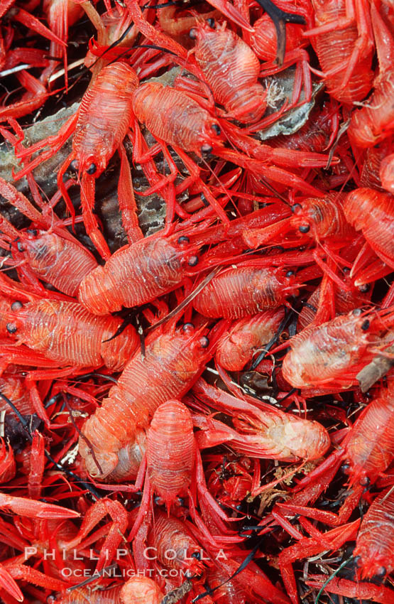 Pelagic red tuna crabs, washed ashore to form dense piles on the beach. Ocean Beach, California, USA, Pleuroncodes planipes, natural history stock photograph, photo id 06070