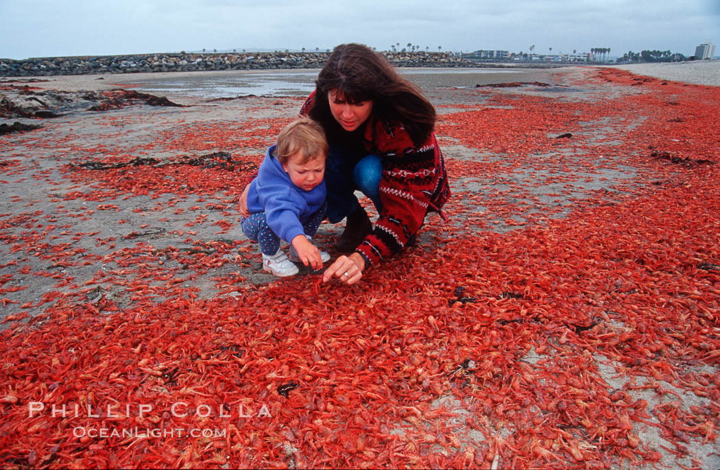 Pelagic red tuna crabs, washed ashore to form dense piles on the beach. Ocean Beach, California, USA, Pleuroncodes planipes, natural history stock photograph, photo id 06068