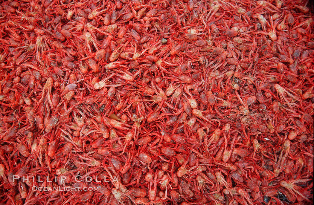 Pelagic red tuna crabs, washed ashore to form dense piles on the beach. Ocean Beach, California, USA, Pleuroncodes planipes, natural history stock photograph, photo id 06072