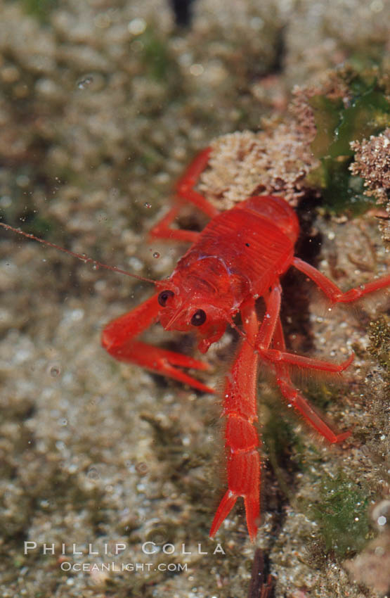 Pelagic red tuna crab, washed ashore in tidepool. Ocean Beach, California, USA, Pleuroncodes planipes, natural history stock photograph, photo id 06061