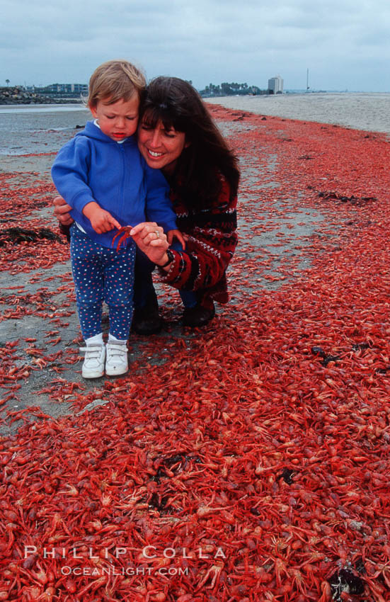 Pelagic red tuna crabs, washed ashore to form dense piles on the beach. Ocean Beach, California, USA, Pleuroncodes planipes, natural history stock photograph, photo id 06069