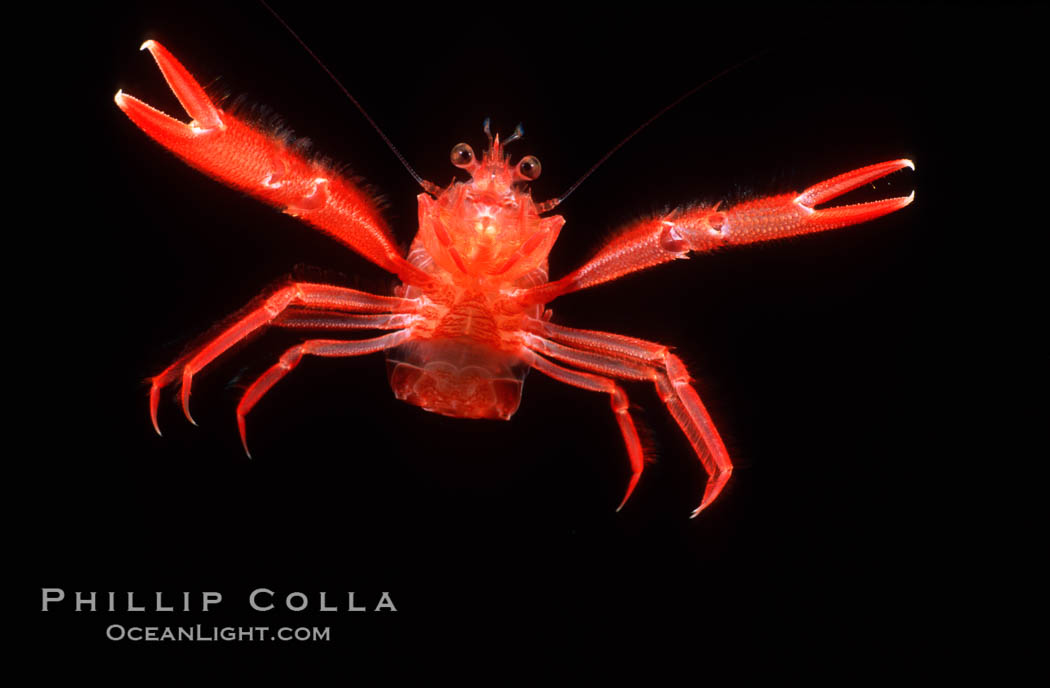 Pelagic red tuna crab. San Diego, California, USA, Pleuroncodes planipes, natural history stock photograph, photo id 05398