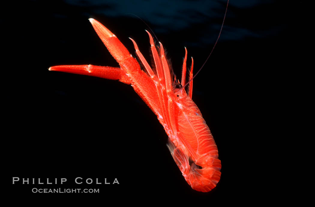 Pelagic red tuna crab, open ocean. San Diego, California, USA, Pleuroncodes planipes, natural history stock photograph, photo id 02248