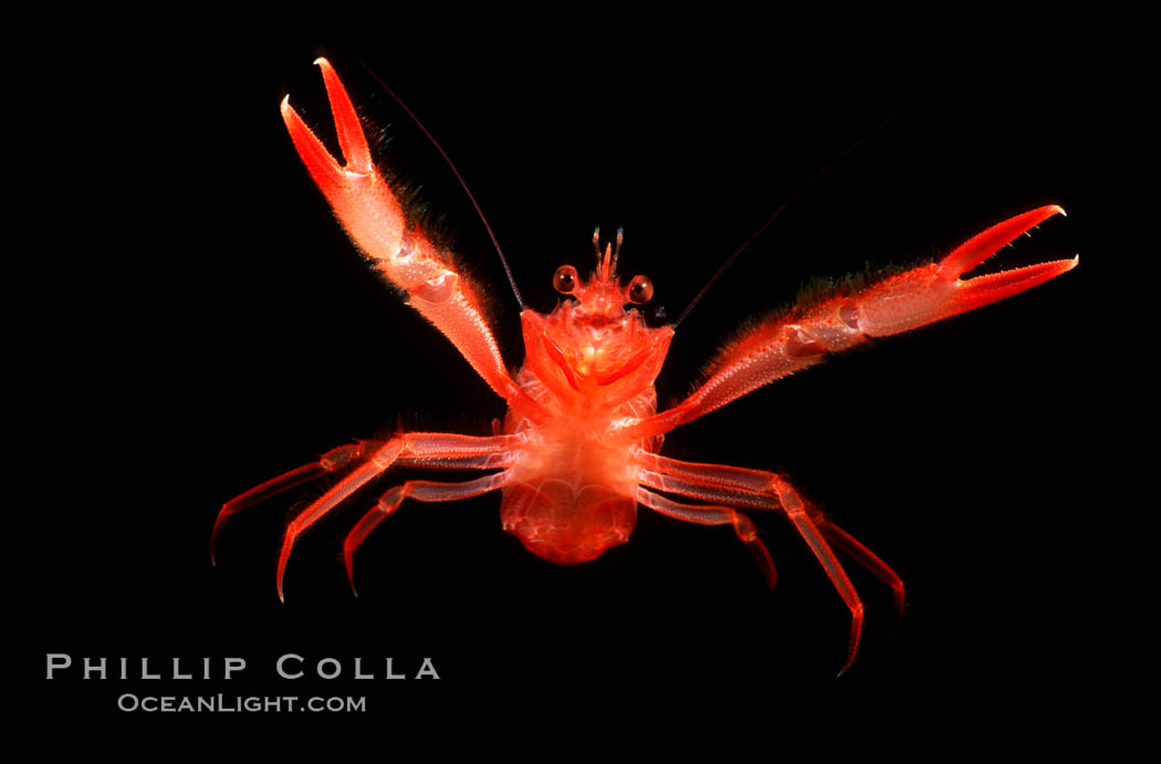 Pelagic red tuna crab, open ocean. San Diego, California, USA, Pleuroncodes planipes, natural history stock photograph, photo id 02247