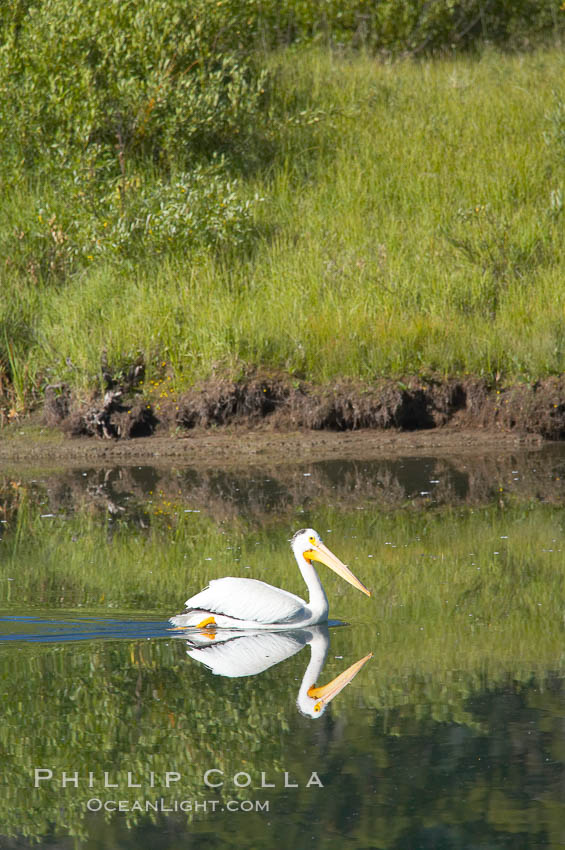 White pelican on the Snake River. Grand Teton National Park, Wyoming, USA, Pelecanus erythrorhynchos, natural history stock photograph, photo id 13054
