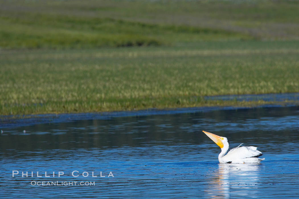 White pelican on the Yellowstone River. Hayden Valley, Yellowstone National Park, Wyoming, USA, Pelecanus erythrorhynchos, natural history stock photograph, photo id 13110