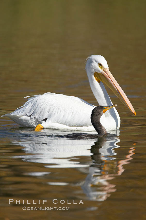 White pelican. Santee Lakes, California, USA, Pelecanus erythrorhynchos, natural history stock photograph, photo id 20110