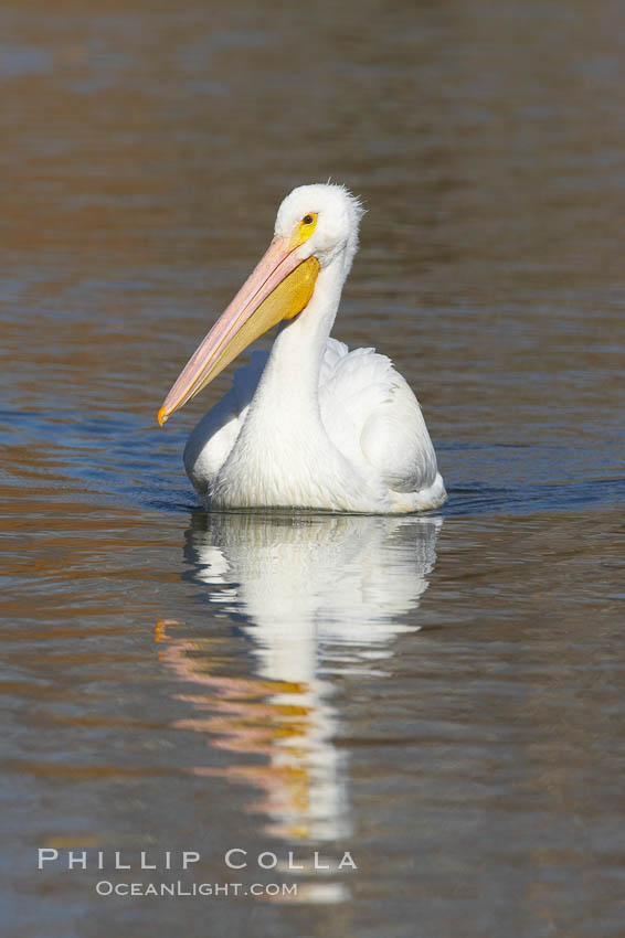 White pelican. Santee Lakes, California, USA, Pelecanus erythrorhynchos, natural history stock photograph, photo id 20116