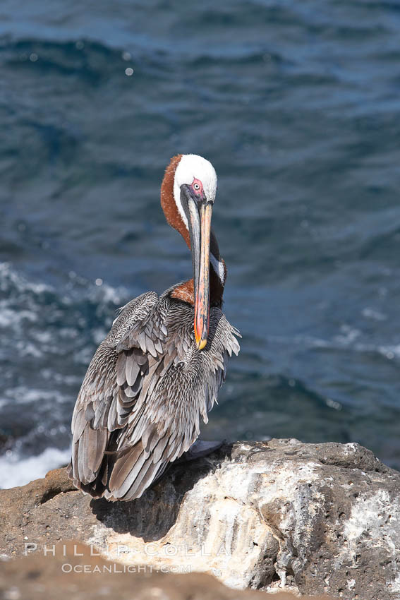 Brown pelican. North Seymour Island, Galapagos Islands, Ecuador, Pelecanus occidentalis, natural history stock photograph, photo id 16540