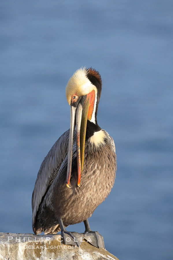 Brown pelican preening.  After wiping its long beak on the uropygial gland near the base of its tail, the pelican spreads the preen oil on feathers about its body, helping to keep them water resistant, an important protection for a bird that spends much of its life diving in the ocean for prey. La Jolla, California, USA, Pelecanus occidentalis, Pelecanus occidentalis californicus, natural history stock photograph, photo id 15207