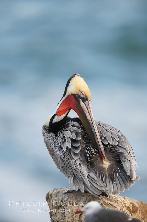 A brown pelican preening, reaching with its beak to the uropygial gland (preen gland) near the base of its tail.  Preen oil from the uropygial gland is spread by the pelican's beak and back of its head to all other feathers on the pelican, helping to keep them water resistant and dry. La Jolla, California, USA, Pelecanus occidentalis, Pelecanus occidentalis californicus, natural history stock photograph, photo id 15229