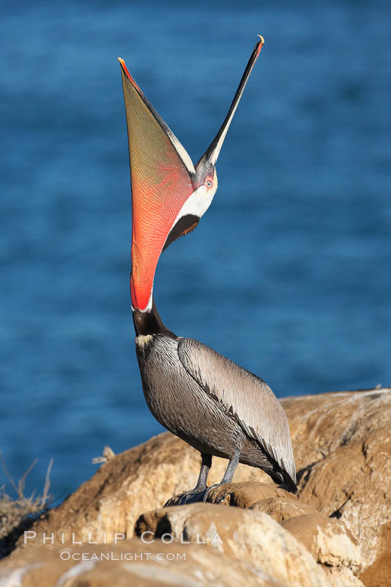 California brown pelican, head throw to stretch out its throat, winter mating plumage. La Jolla, USA, Pelecanus occidentalis, Pelecanus occidentalis californicus, natural history stock photograph, photo id 18522