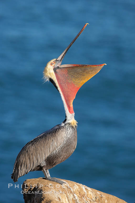 California brown pelican, head throw to stretch out its throat, winter mating plumage, Pelecanus occidentalis, Pelecanus occidentalis californicus, La Jolla