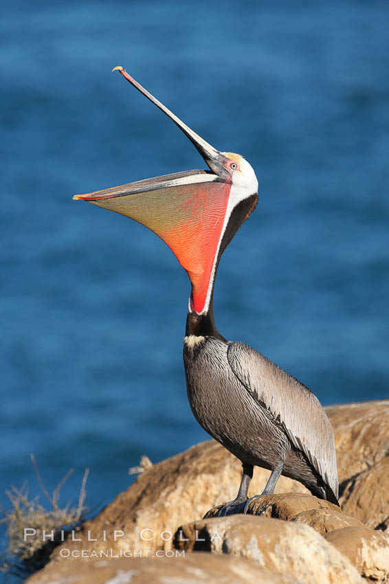 California brown pelican, head throw to stretch out its throat, winter mating plumage, showing bright red gular pouch and dark brown hindneck plumage of breeding adults. La Jolla, USA, Pelecanus occidentalis, Pelecanus occidentalis californicus, natural history stock photograph, photo id 18534