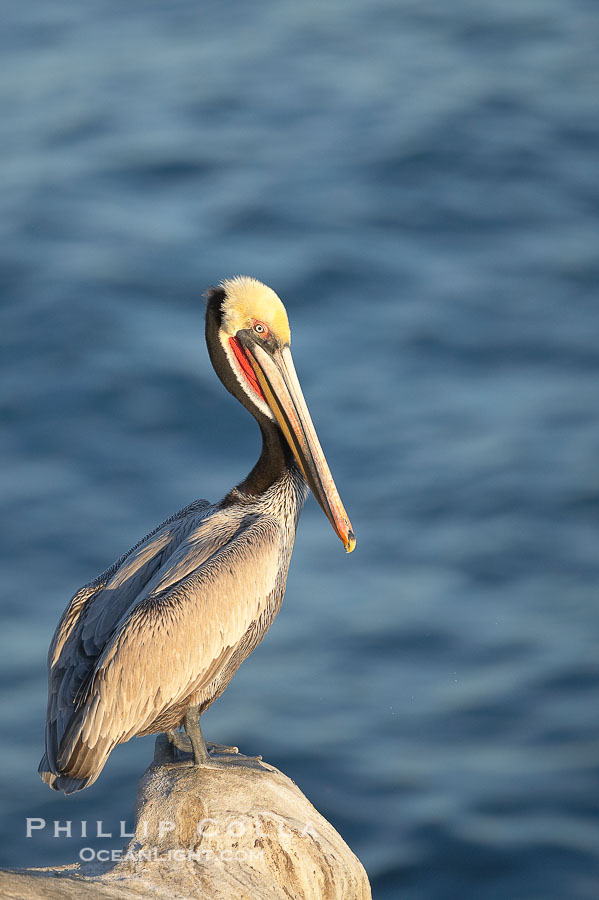 California brown pelican perched on sea cliff overlooking the ocean., Pelecanus occidentalis, Pelecanus occidentalis californicus, natural history stock photograph, photo id 18440