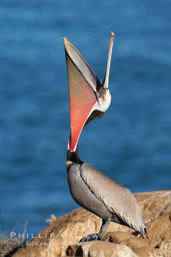 California brown pelican, head throw to stretch out its throat, winter mating plumage. La Jolla, USA, Pelecanus occidentalis, Pelecanus occidentalis californicus, natural history stock photograph, photo id 18551